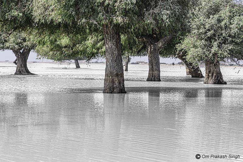 Viprasar sustaining Khejri trees, the lifeline of the Thar Desert - in Netsi village, Jaisalmer district, Rajasthan, India